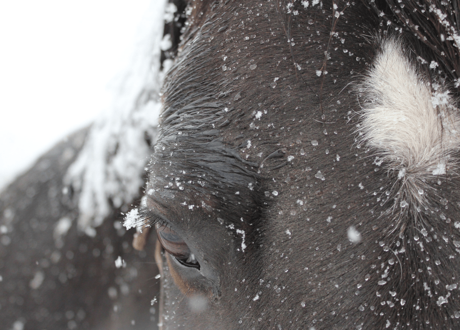 Travailler son cheval en hiver : quelques précautions