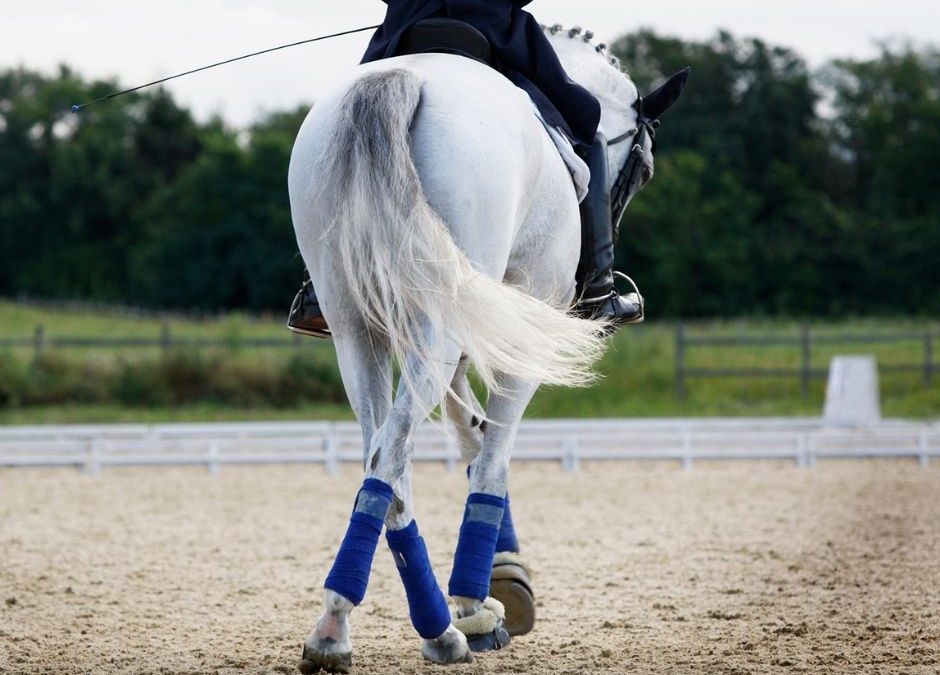 Exercice assouplissement cheval : les 5 meilleurs exercices TDSE pour assouplir votre cheval
