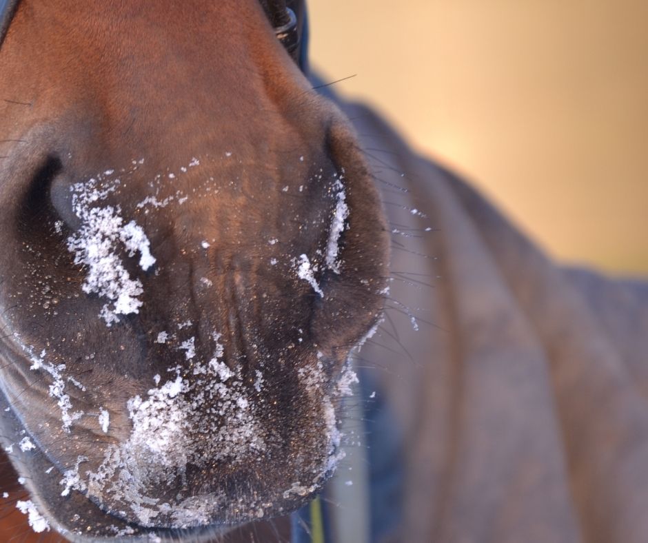 Comment gerer un cheval chaud en hiver
