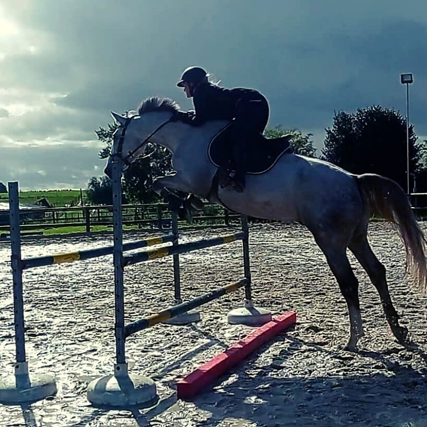 exercice saut d obstacles jeune cheval