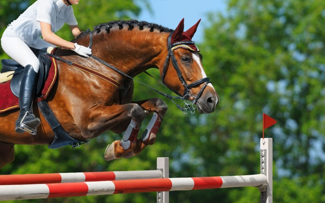 3 exercices pour améliorer le geste des antérieurs de son cheval à l’obstacle