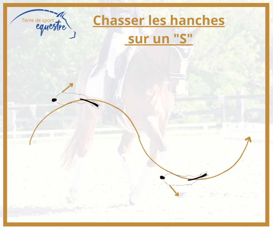 exercice dressage cheval plat