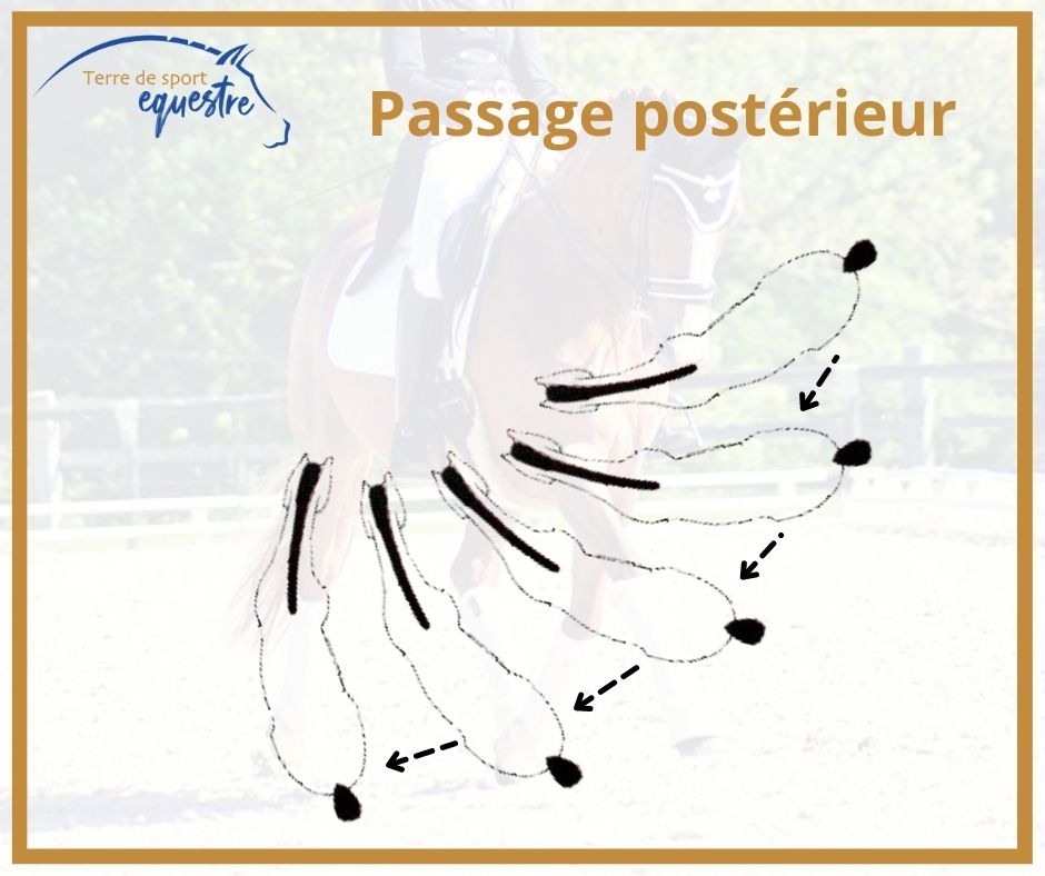 exercice dressage plat cheval