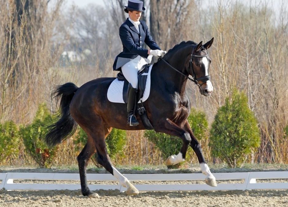 Position cavalier dressage : Les astuces de Terre de Sport Equestre