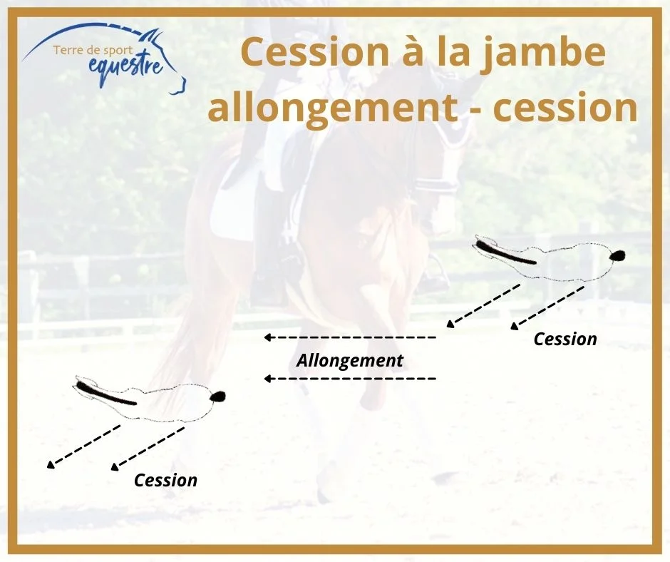 exercice dressage cheval