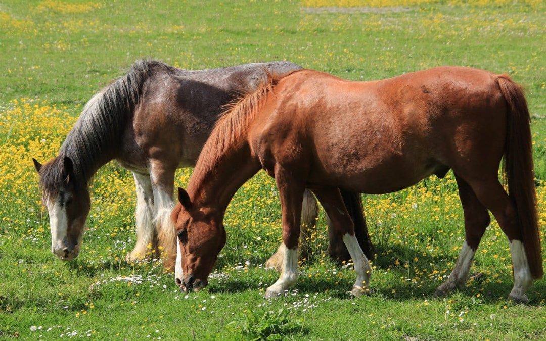Fourbure cheval : prévention et traitement
