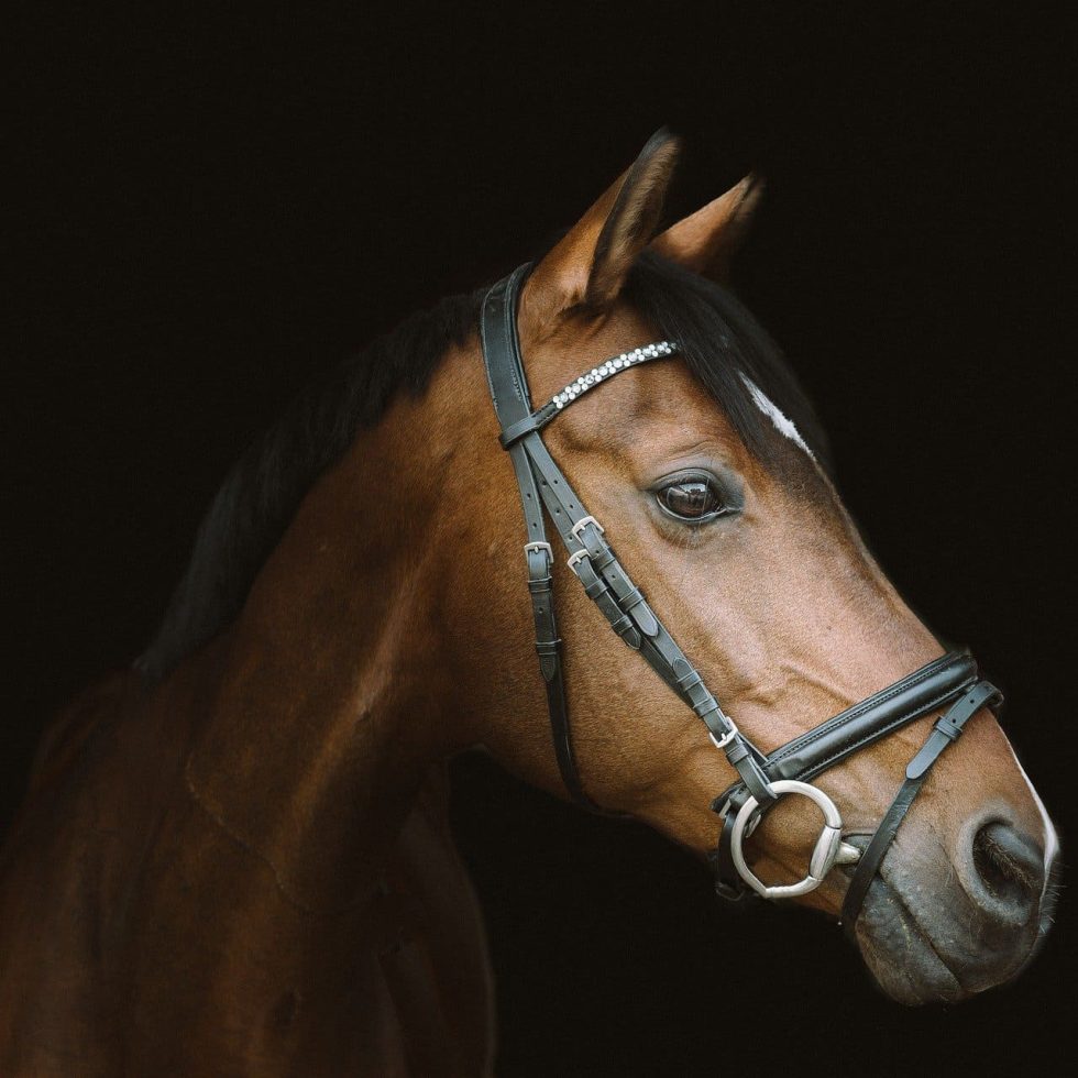 Le site Cheval - Les Races : Le Paso Fino