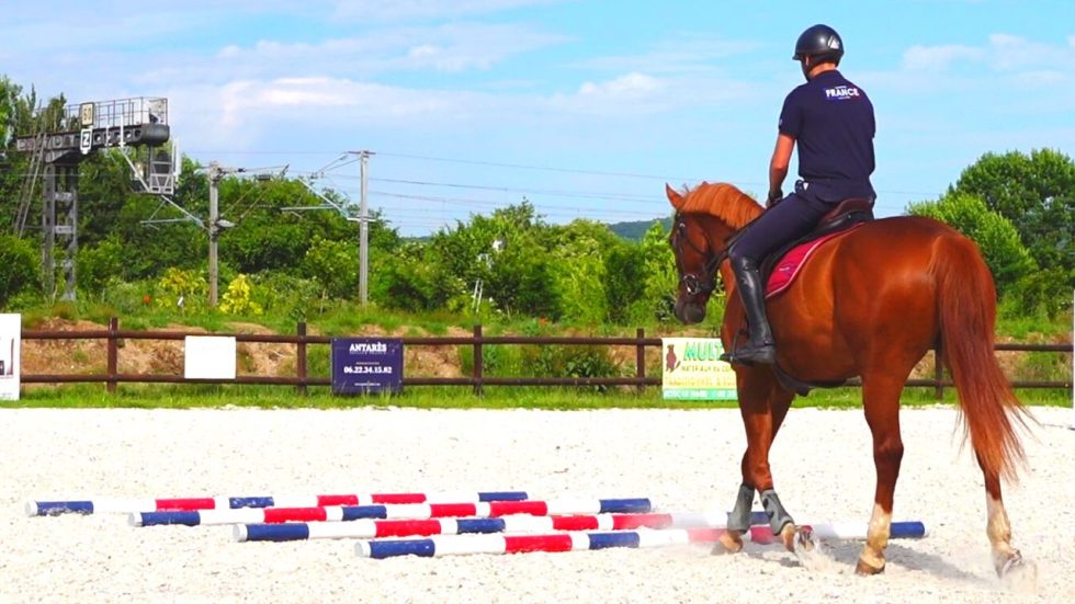 5 exercices barres au sol cheval - Terre de Sport Equestre