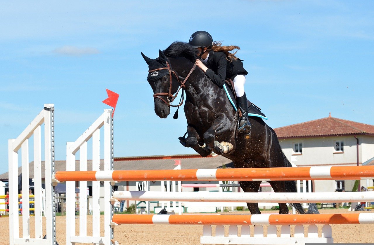 Obstacle Équitation et Matériel Équestre CSO - JLB Horse