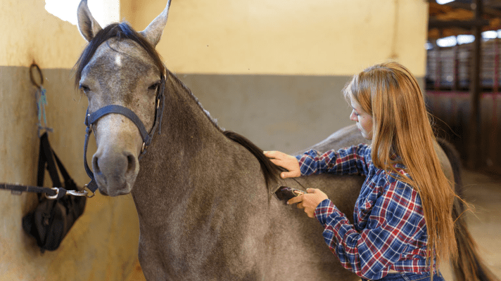 comment tondre son cheval