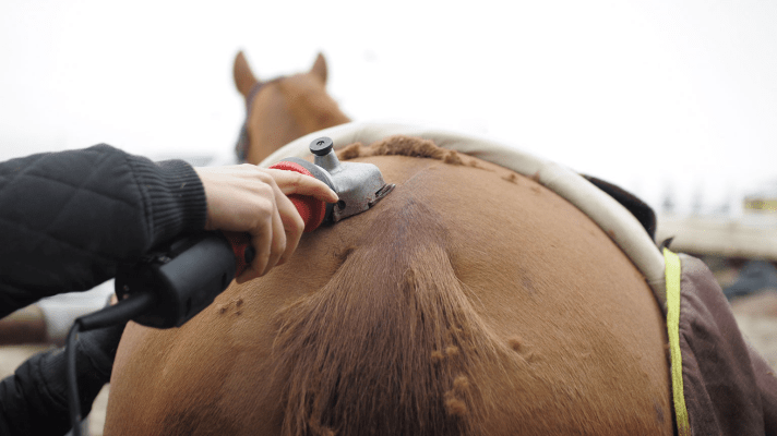 Tonte chevaux