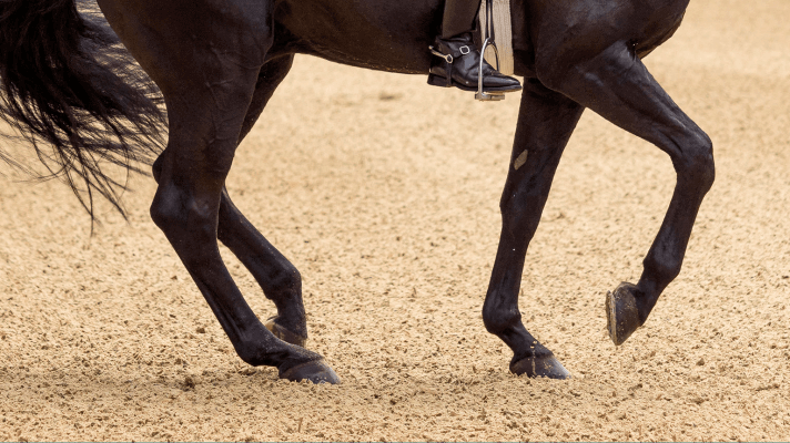 Engagement cheval : 6 étapes pour avoir l’engagement des postérieurs + 1 exercice spécifique