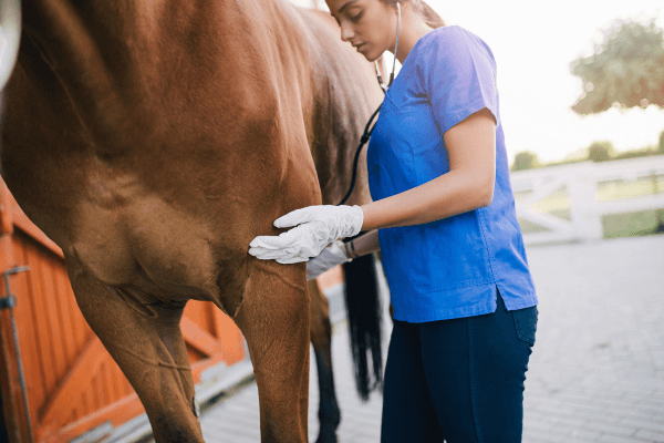 Rhino cheval : dossier complet sur la rhinopneumonie équine en 5 points essentiels