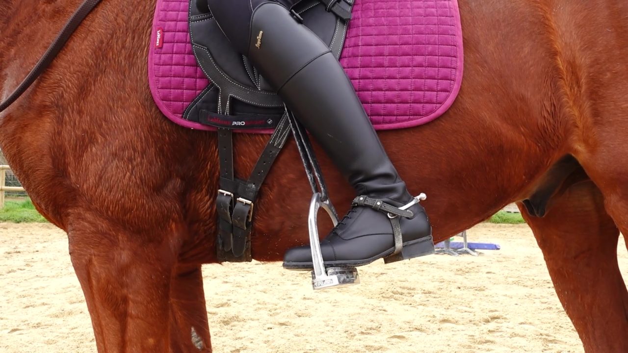 Étude de jambes de cheval illustration stock. Illustration du vieux