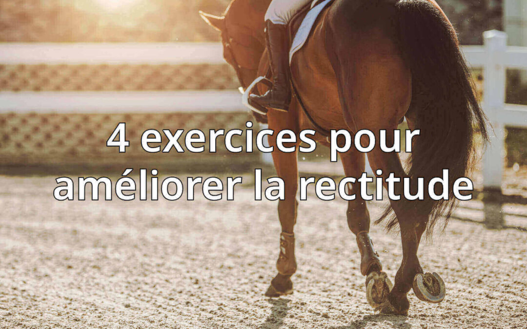 Exercice rectitude cheval : 4 idées pour améliorer la rectitude de votre cheval