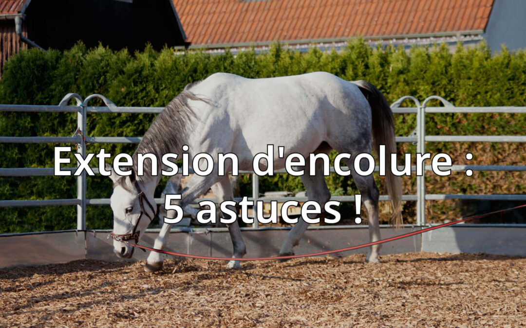 Extension d’Encolure : 5 Techniques Incontournables pour Assouplir Votre Cheval