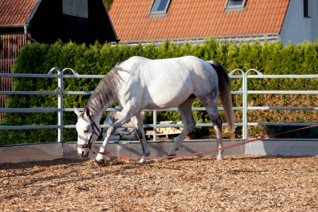 Extension d'encolure cheval