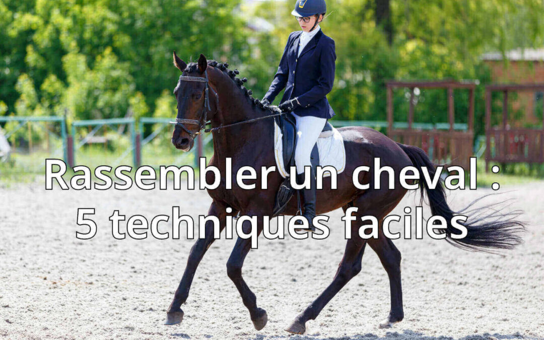 Rassembler un Cheval : 5 Techniques Essentielles pour un Travail Efficace