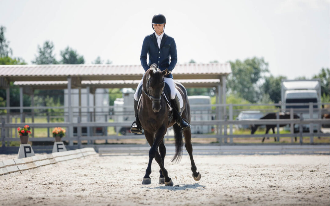 Faut il travailler son cheval tous les jours ?