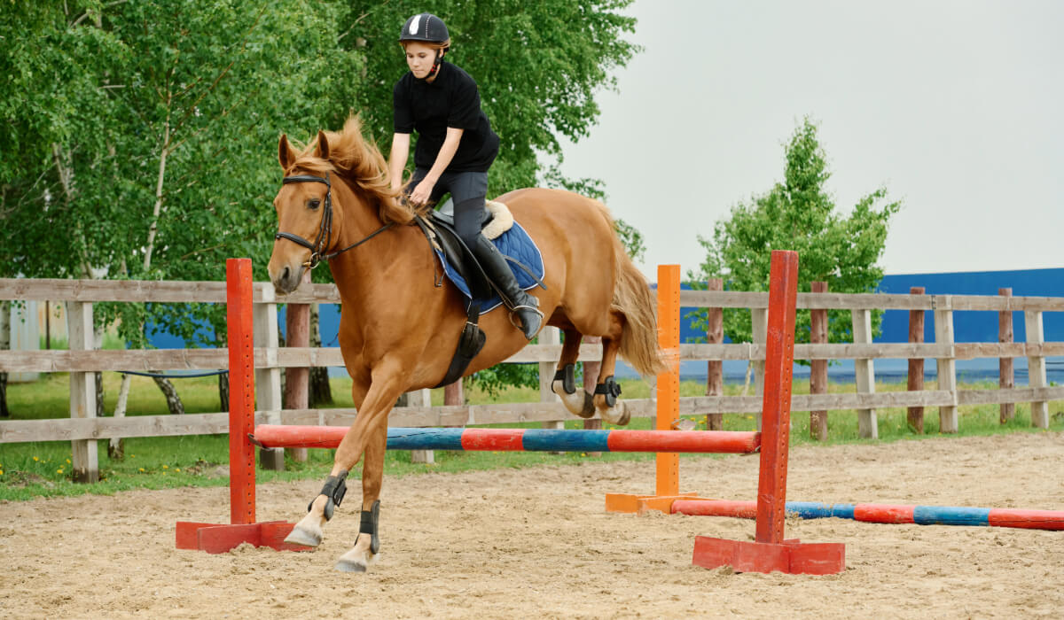 distance saut de puce