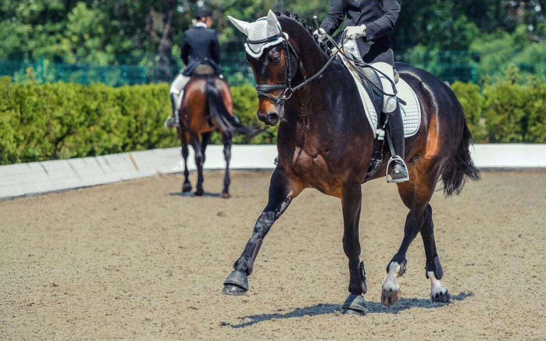 Exercice Transitions : Trot – pas – trot
