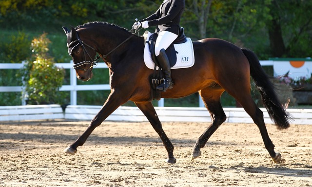 Reprise dressage club