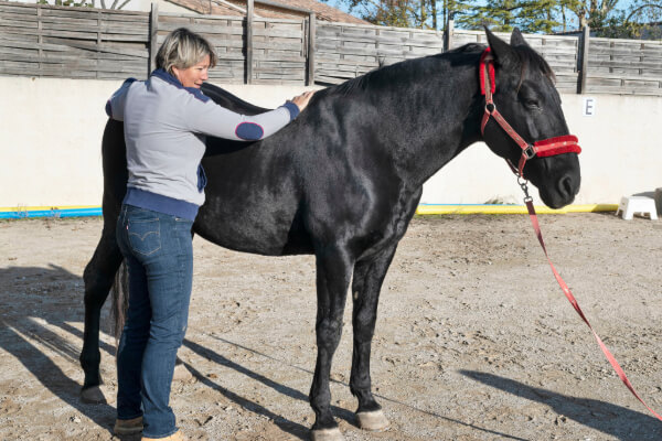 Cheval mal dos