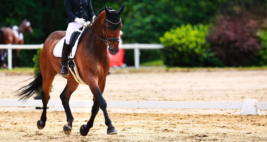 concours dressage club 3