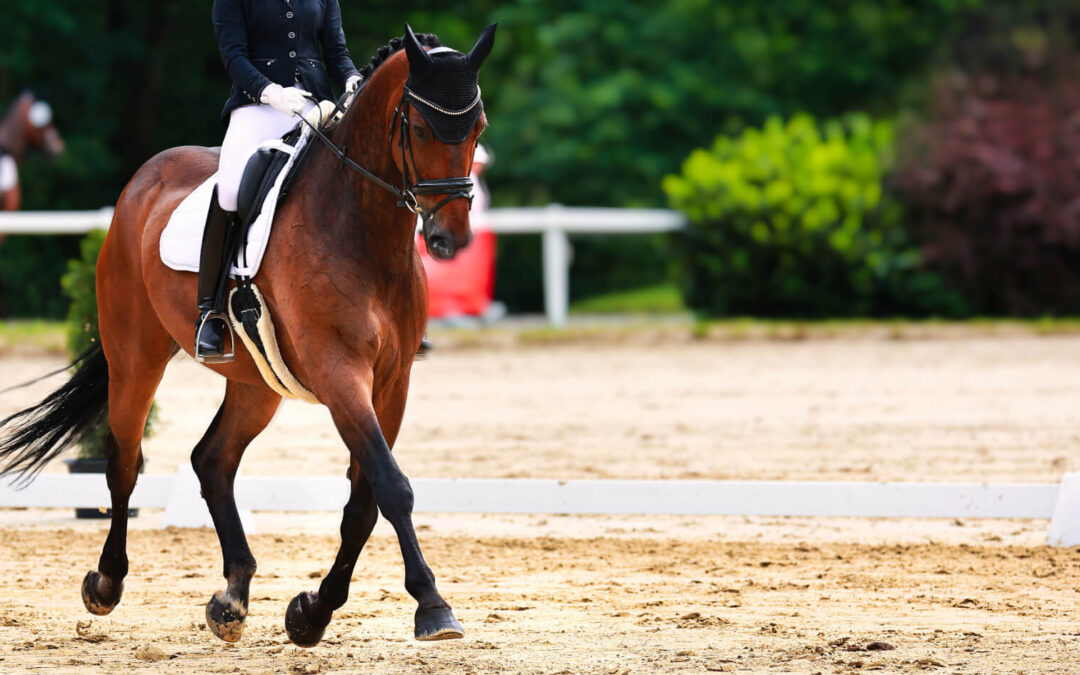 concours dressage club 3