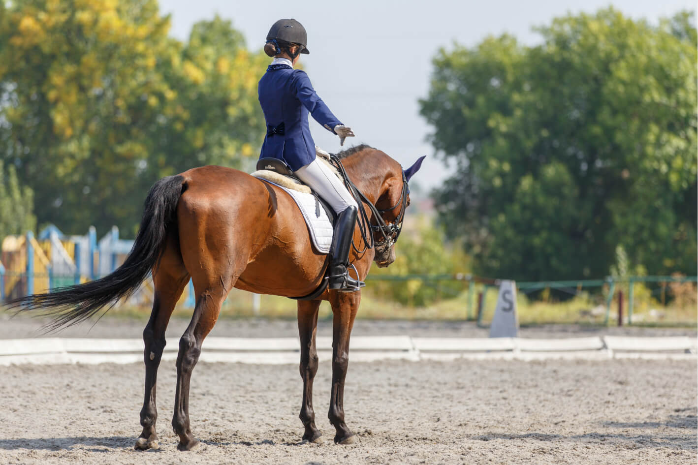 dressage galop 5