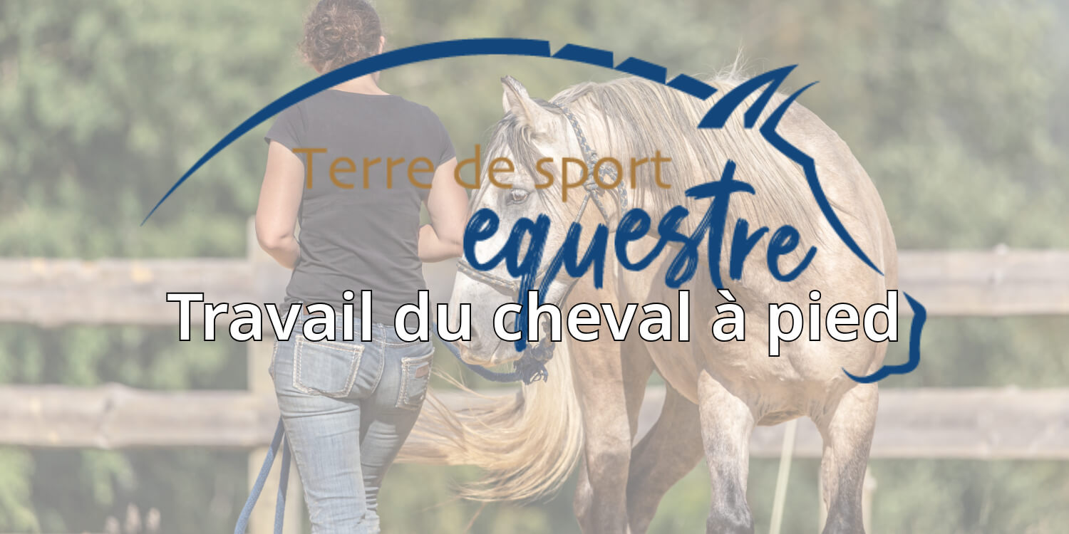 travail du cheval à pied