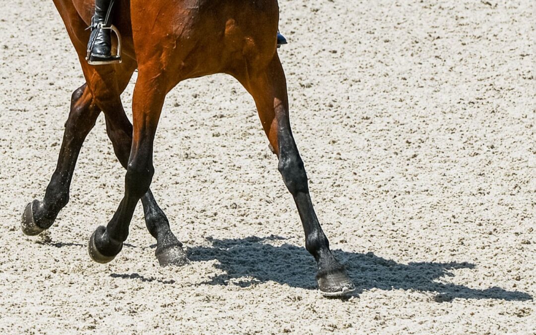 Cession à la jambe : 7 bénéfices pour votre cheval