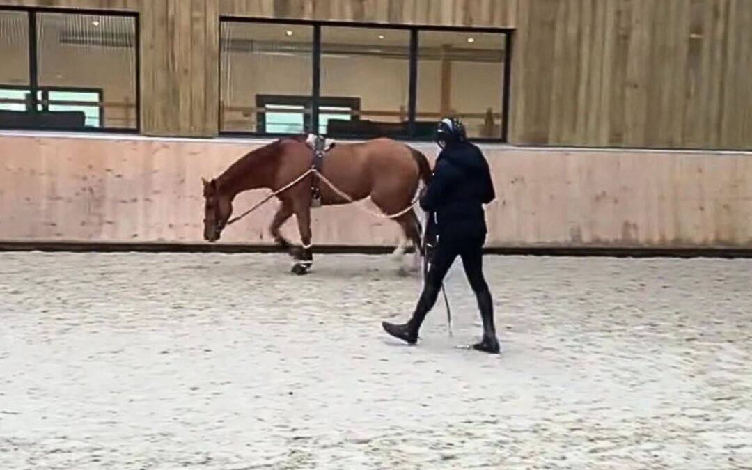 Travailler son cheval en longues rênes
