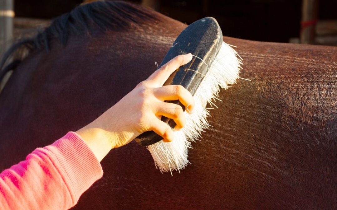 Comment prendre soin du poil de votre cheval en été