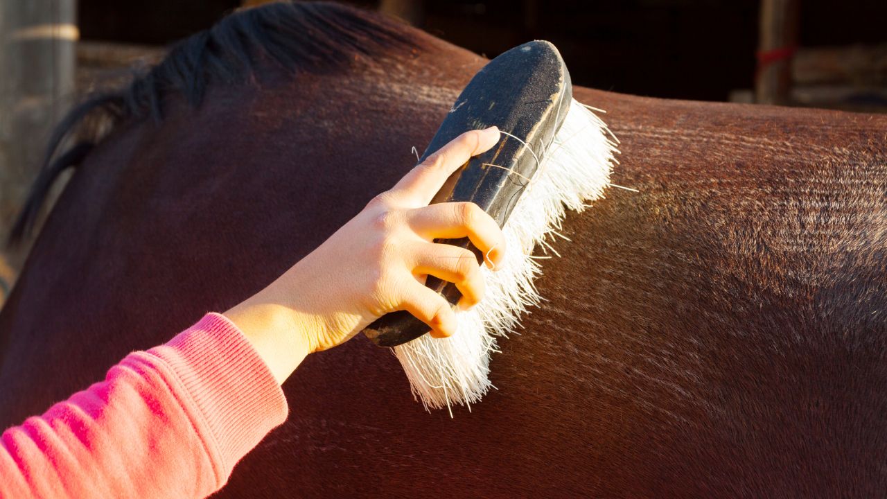 Chevaux | Boutique De Chevaux En Ligne | SHEIN ANCE