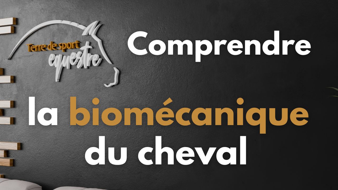 accompagner son cheval a l obstacle