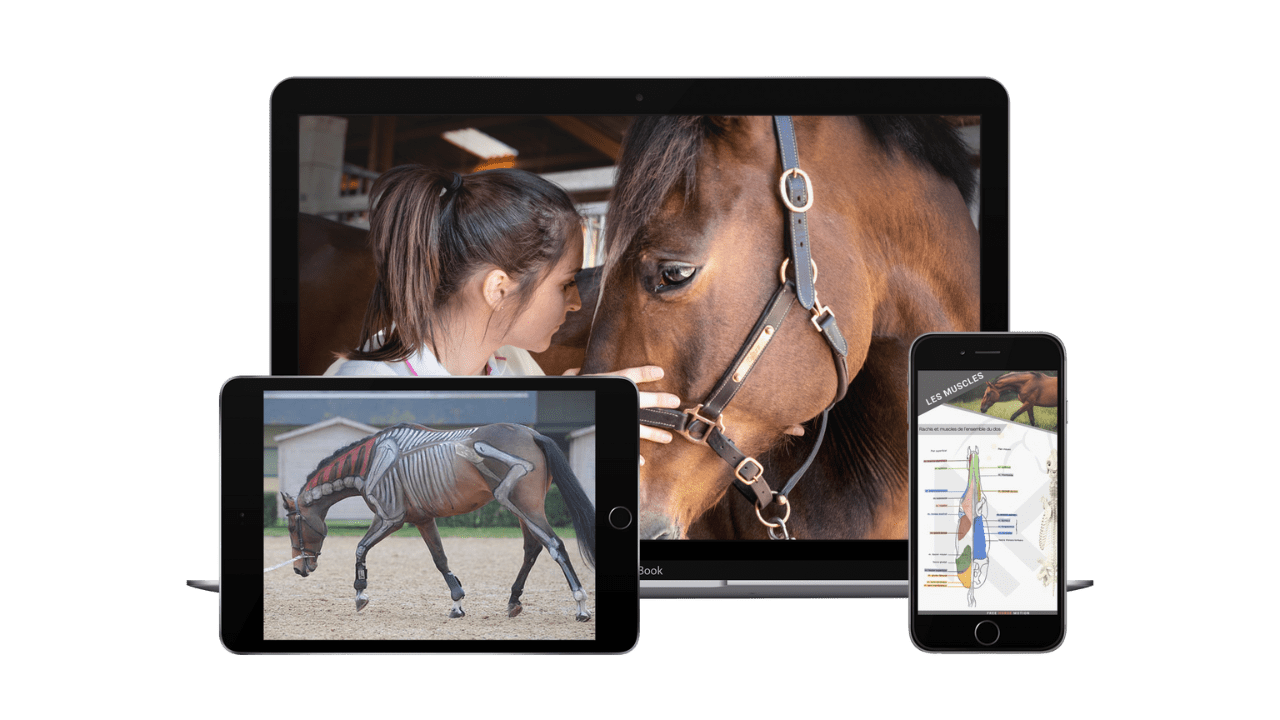 accompagner son cheval a l obstacle