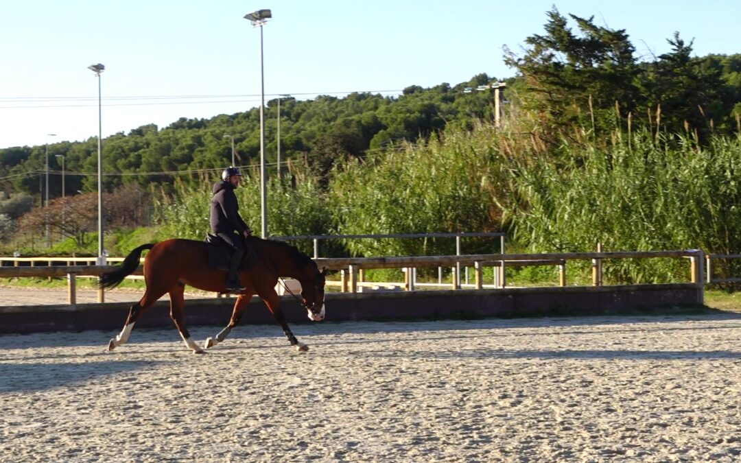Équitation : 7 règles d’or pour bien détendre son cheval