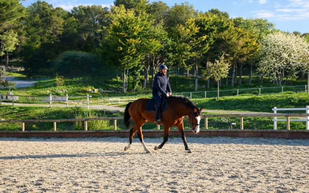 Comment trouver le bon exercice pour votre cheval