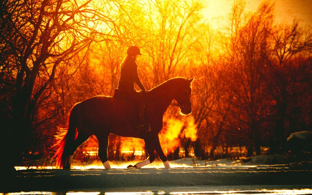 Cheval de sport ou cheval de loisir ?