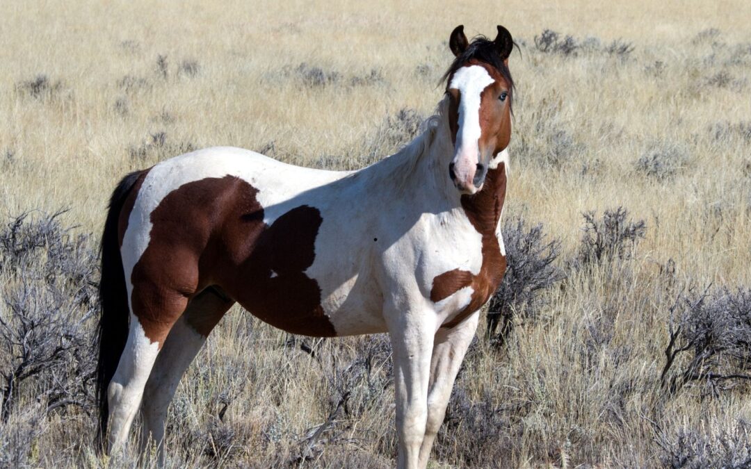 Les vraies dépenses à prévoir avant d’acheter un cheval
