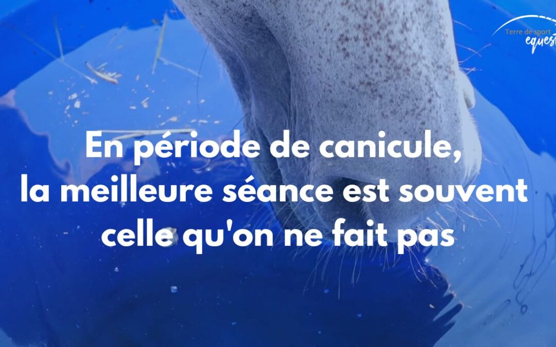CANICULE : 8 conseils pour prendre soin de son cheval en période de canicule